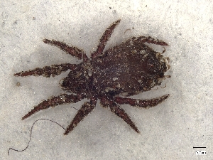  ( - A_Mite1702)  @11 [ ] CreativeCommons  Attribution (by) (2025) Sylvia Schaeffer University of Graz, Institute of Biology