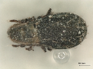  ( - A_Mite743)  @11 [ ] CreativeCommons  Attribution (by) (2025) Sylvia Schaeffer University of Graz, Institute of Biology