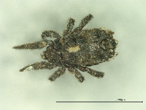  ( - A_Mite820)  @11 [ ] CreativeCommons  Attribution (by) (2025) Sylvia Schaeffer University of Graz, Institute of Biology