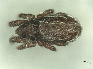  ( - A_Mite847)  @11 [ ] CreativeCommons  Attribution (by) (2025) Sylvia Schaeffer University of Graz, Institute of Biology