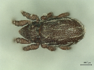  ( - A_Mite868)  @11 [ ] CreativeCommons  Attribution (by) (2025) Sylvia Schaeffer University of Graz, Institute of Biology