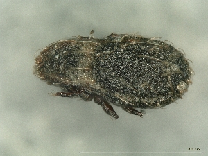  ( - A_Mite885)  @11 [ ] CreativeCommons  Attribution (by) (2025) Sylvia Schaeffer University of Graz, Institute of Biology