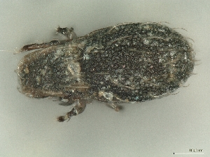  ( - A_Mite892)  @11 [ ] CreativeCommons  Attribution (by) (2025) Sylvia Schaeffer University of Graz, Institute of Biology