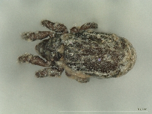  ( - A_Mite893)  @11 [ ] CreativeCommons  Attribution (by) (2025) Sylvia Schaeffer University of Graz, Institute of Biology