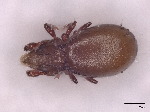  ( - A_Mite953)  @11 [ ] CreativeCommons  Attribution (by) (2025) Sylvia Schaeffer University of Graz, Institute of Biology