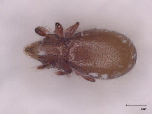  ( - A_Mite955)  @11 [ ] CreativeCommons  Attribution (by) (2025) Sylvia Schaeffer University of Graz, Institute of Biology