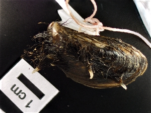  ( - ABOL-130_1)  @11 [ ] Copyright (2018) Kruckenhauser L. Natural History Museum Vienna