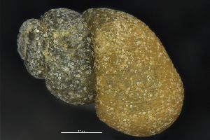  ( - ABOL-27_1)  @11 [ ] Copyright (c) (2018) Kruckenhauser L. Natural History Museum Vienna
