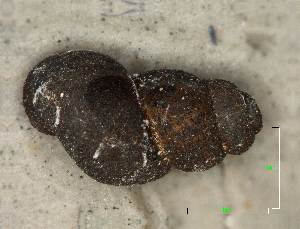  (Bythinella austriaca - ABOL-57_1)  @11 [ ] Copyright (2018) Kruckenhauser L. Natural History Museum Vienna