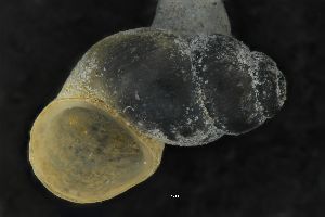  ( - ABOL-94_1)  @11 [ ] Copyright (c) (2018) Kruckenhauser L. Natural History Museum Vienna