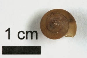  ( - AL-7297)  @11 [ ] Copyright (2018) Kruckenhauser L. Natural History Museum Vienna