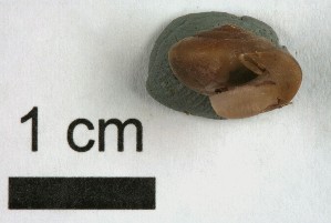  ( - AL-7297)  @11 [ ] Copyright (2018) Kruckenhauser L. Natural History Museum Vienna