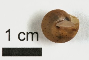  ( - AL-7297)  @11 [ ] Copyright (2018) Kruckenhauser L. Natural History Museum Vienna