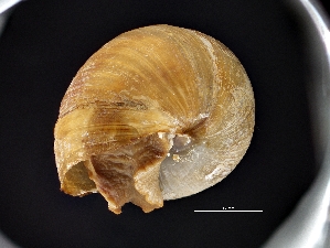  ( - AL-7829)  @11 [ ] Copyright (2018) Kruckenhauser L. Natural History Museum Vienna