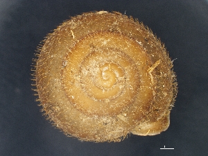 ( - AL-7887)  @11 [ ] Copyright (2018) Kruckenhauser L. Natural History Museum Vienna