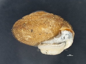  ( - AL-7887)  @11 [ ] Copyright (2018) Kruckenhauser L. Natural History Museum Vienna