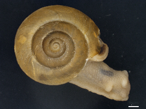  ( - Mollusca NHMW-108987_1)  @11 [ ] Copyright (2018) Kruckenhauser L. Natural History Museum Vienna