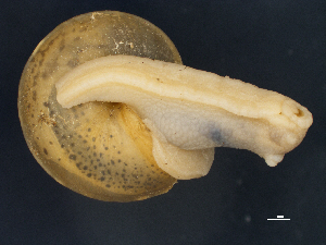 ( - Mollusca NHMW-108987_1)  @11 [ ] Copyright (2018) Kruckenhauser L. Natural History Museum Vienna