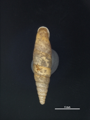  ( - Mollusca NHMW-74338_1)  @11 [ ] Copyright (2018) Kruckenhauser L. Natural History Museum Vienna