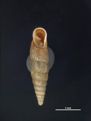  ( - Mollusca NHMW-74338_1)  @11 [ ] Copyright (2018) Kruckenhauser L. Natural History Museum Vienna
