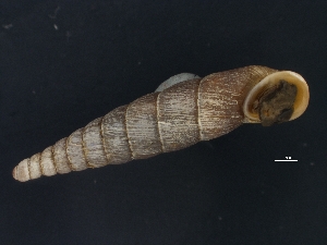  (Dilataria - Mollusca NHMW-90552_1)  @11 [ ] Copyright (2018) Kruckenhauser L. Natural History Museum Vienna