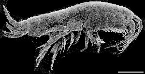  (Litorogammarus - Amphy001)  @11 [ ] Copyright (2022) V.A. Grintsov A.O. Kovalevsky Institute of Biology of the Southern Seas