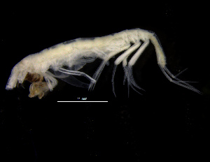  ( - ZMBN_104006)  @11 [ ] CreativeCommons - Attribution Non-Commercial Share-Alike (2015) University of Bergen University of Bergen, Natural History Collections