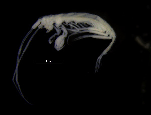  (Dulichiopsis nordlandica - ZMBN_104007)  @12 [ ] CreativeCommons - Attribution Non-Commercial Share-Alike (2015) University of Bergen University of Bergen, Natural History Collections