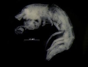  ( - ZMBN_104016)  @11 [ ] CreativeCommons - Attribution Non-Commercial Share-Alike (2015) University of Bergen University of Bergen, Natural History Collections