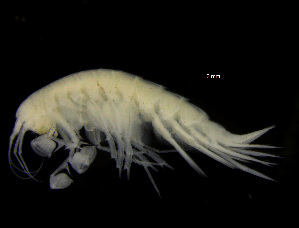  ( - ZMBN_104018)  @11 [ ] CreativeCommons - Attribution Non-Commercial Share-Alike (2015) University of Bergen University of Bergen, Natural History Collections