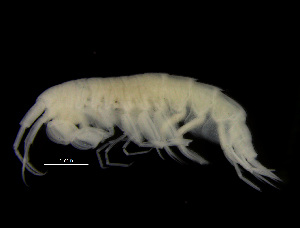  (Eusirus propinqvus - ZMBN_104019)  @11 [ ] CreativeCommons - Attribution Non-Commercial Share-Alike (2015) University of Bergen University of Bergen, Natural History Collections