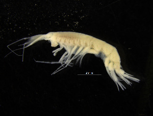  ( - ZMBN_104024)  @11 [ ] CreativeCommons - Attribution Non-Commercial Share-Alike (2015) University of Bergen University of Bergen, Natural History Collections
