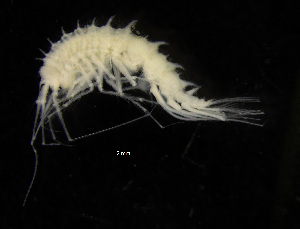  (Lepechinellidae - ZMBN_104042)  @12 [ ] CreativeCommons - Attribution Non-Commercial Share-Alike (2015) University of Bergen University of Bergen, Natural History Collections