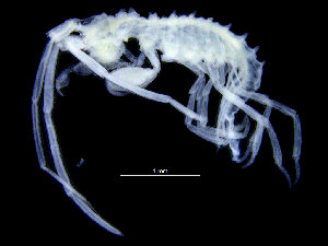  (Laetmatophilus tuberculatus - ZMBN_104505)  @12 [ ] CreativeCommons - Attribution Non-Commercial Share-Alike (2015) UoB, Norway University of Bergen, Natural History Collections