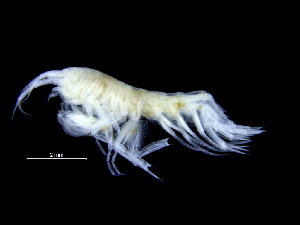  ( - ZMBN_104512)  @11 [ ] CreativeCommons - Attribution Non-Commercial Share-Alike (2015) UoB, Norway University of Bergen, Natural History Collections