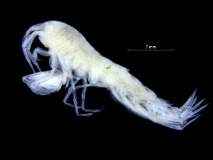  ( - ZMBN_104513)  @11 [ ] CreativeCommons - Attribution Non-Commercial Share-Alike (2015) UoB, Norway University of Bergen, Natural History Collections