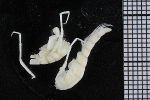  ( - ZMBN_104514)  @12 [ ] CreativeCommons - Attribution Non-Commercial Share-Alike (2015) UoB, Norway University of Bergen, Natural History Collections