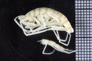  ( - ZMBN_104525)  @13 [ ] CreativeCommons - Attribution Non-Commercial Share-Alike (2015) UoB, Norway University of Bergen, Natural History Collections
