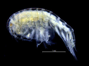  ( - ZMBN_104540)  @11 [ ] CreativeCommons - Attribution Non-Commercial Share-Alike (2015) UoB, Norway University of Bergen, Natural History Collections