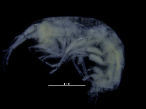  ( - ZMBN_104550)  @11 [ ] CreativeCommons - Attribution Non-Commercial Share-Alike (2015) UoB, Norway University of Bergen, Natural History Collections