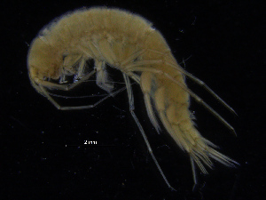  ( - ZMBN_108175)  @11 [ ] CreativeCommons - Attribution Non-Commercial Share-Alike (2016) University of Bergen Natural History Collections