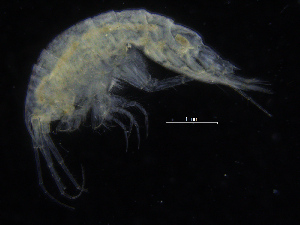  (Monoculodes sp - ZMBN_108178)  @11 [ ] CreativeCommons - Attribution Non-Commercial Share-Alike (2016) University of Bergen Natural History Collections