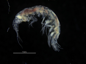  ( - ZMBN_111536)  @11 [ ] CreativeCommons - Attribution Non-Commercial Share-Alike (2017) University of Bergen Natural History Collections