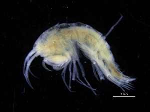  ( - ZMBN_111562)  @11 [ ] CreativeCommons - Attribution Non-Commercial Share-Alike (2017) University of Bergen Natural History Collections