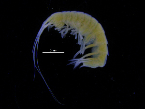  ( - ZMBN_112442)  @11 [ ] CreativeCommons - Attribution Non-Commercial Share-Alike (2017) University of Bergen Natural History Collections