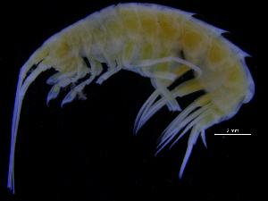  ( - ZMBN_112444)  @11 [ ] CreativeCommons - Attribution Non-Commercial Share-Alike (2017) University of Bergen Natural History Collections