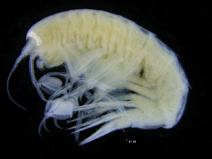  ( - ZMBN_112476)  @11 [ ] CreativeCommons - Attribution Non-Commercial Share-Alike (2017) University of Bergen Natural History Collections