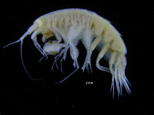  ( - ZMBN_112478)  @11 [ ] CreativeCommons - Attribution Non-Commercial Share-Alike (2017) University of Bergen Natural History Collections