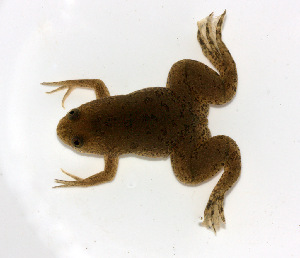  (Xenopus laevis - DNA-489)  @13 [ ] CreativeCommons - Attribution Non-Commercial Share-Alike (2013) PEM PEM