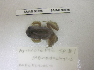  (Arthroleptis stenodactylus - SAIAB RB11B-099)  @13 [ ] CreativeCommons - Attribution Non-Commercial Share-Alike (2012) SAIAB SAIAB